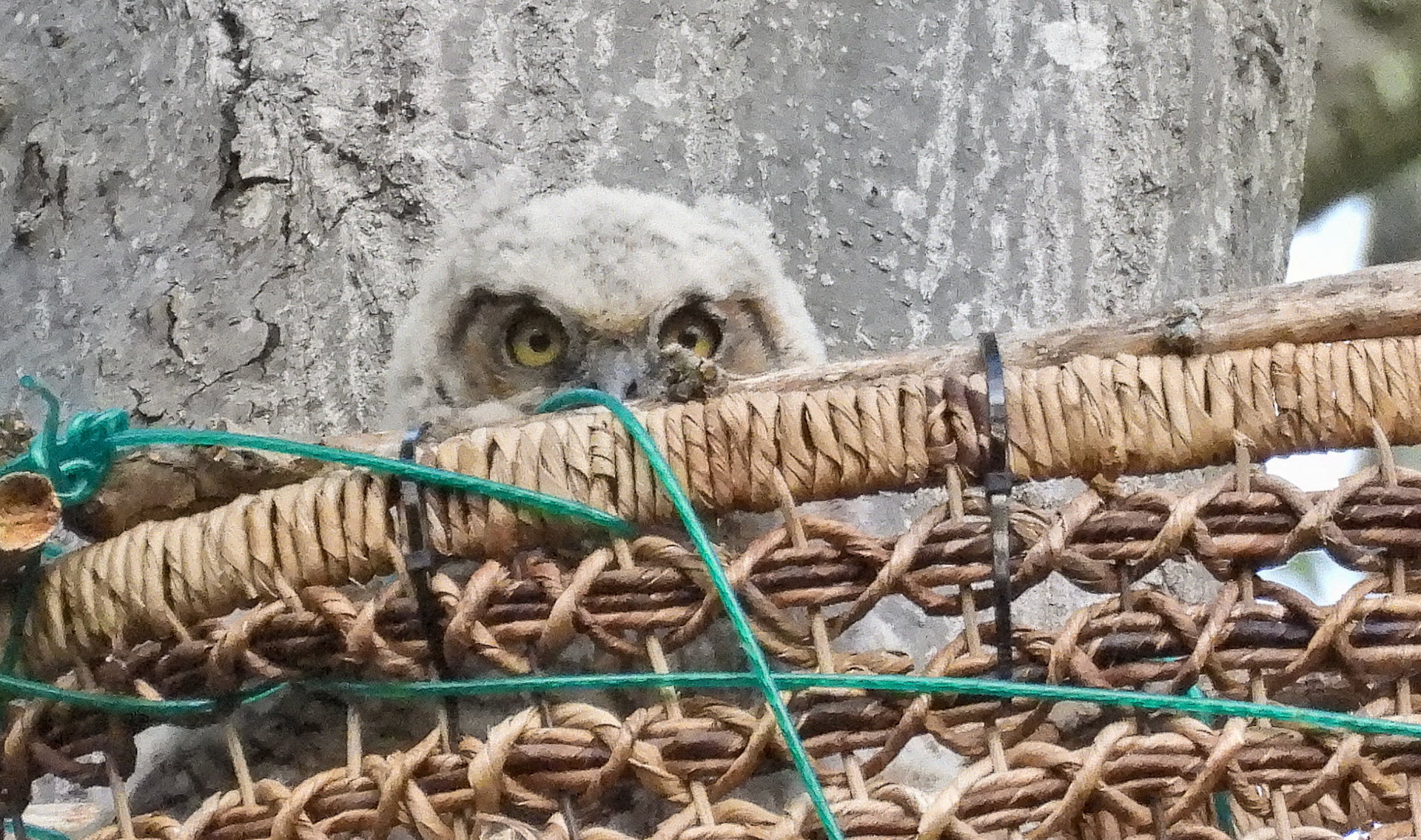 April 15 - An owlet takes a peak out of the nest.