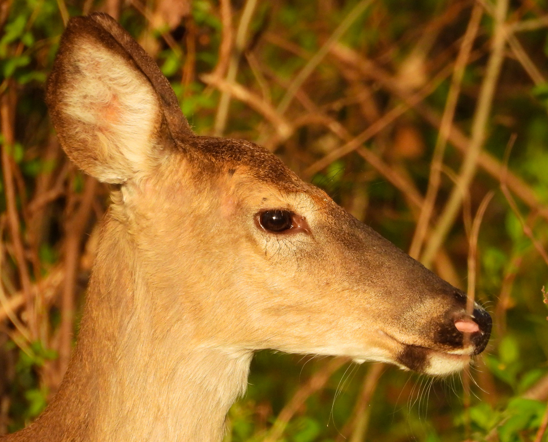 White Tailed Deer