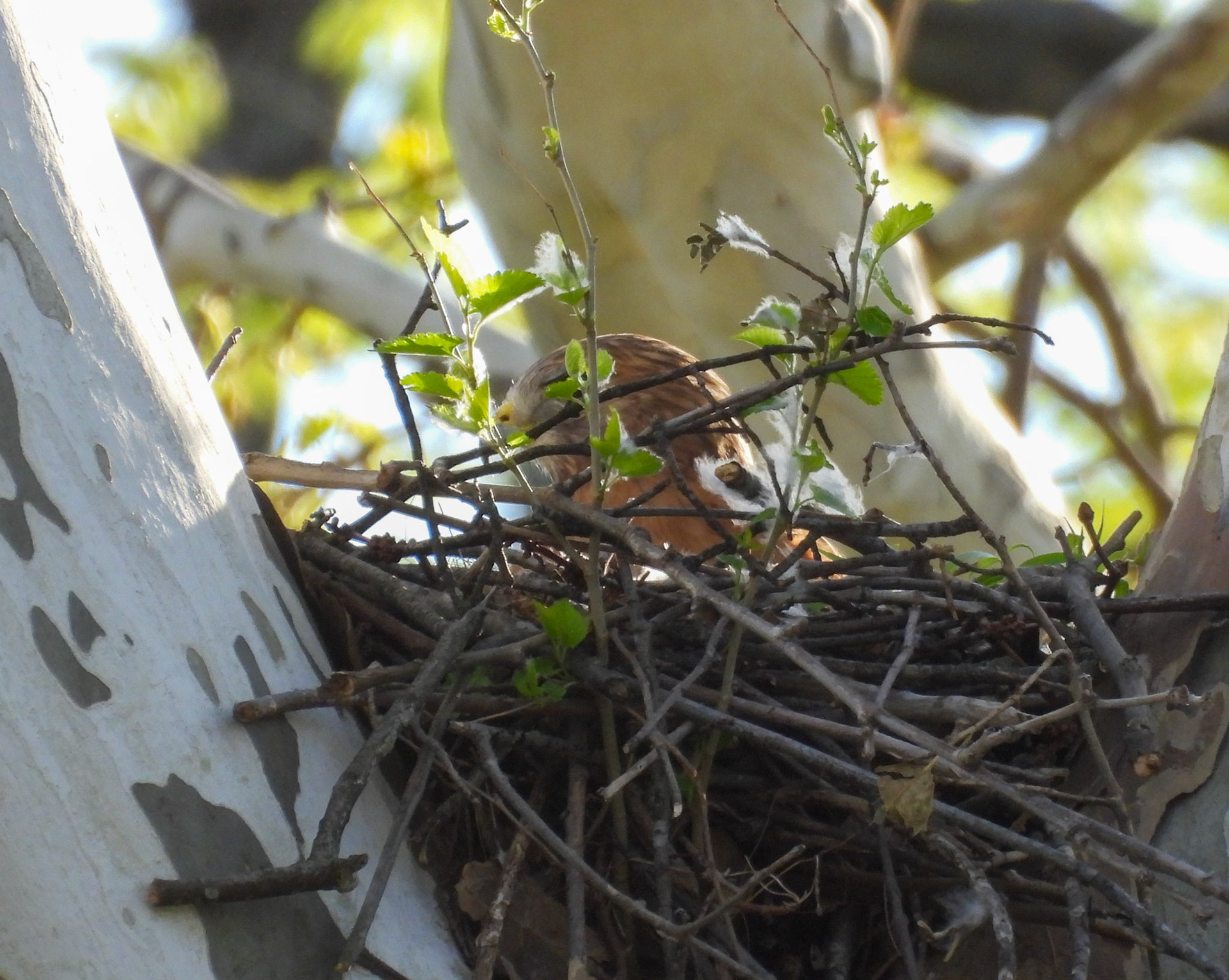 April 4 - Incubating