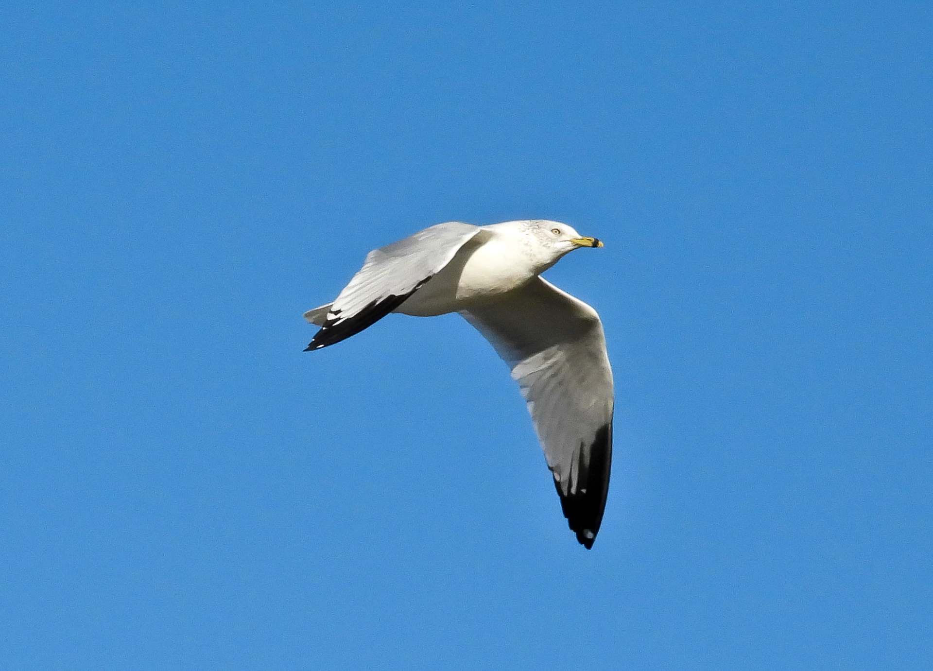 Ring Billed Gull in flight.
