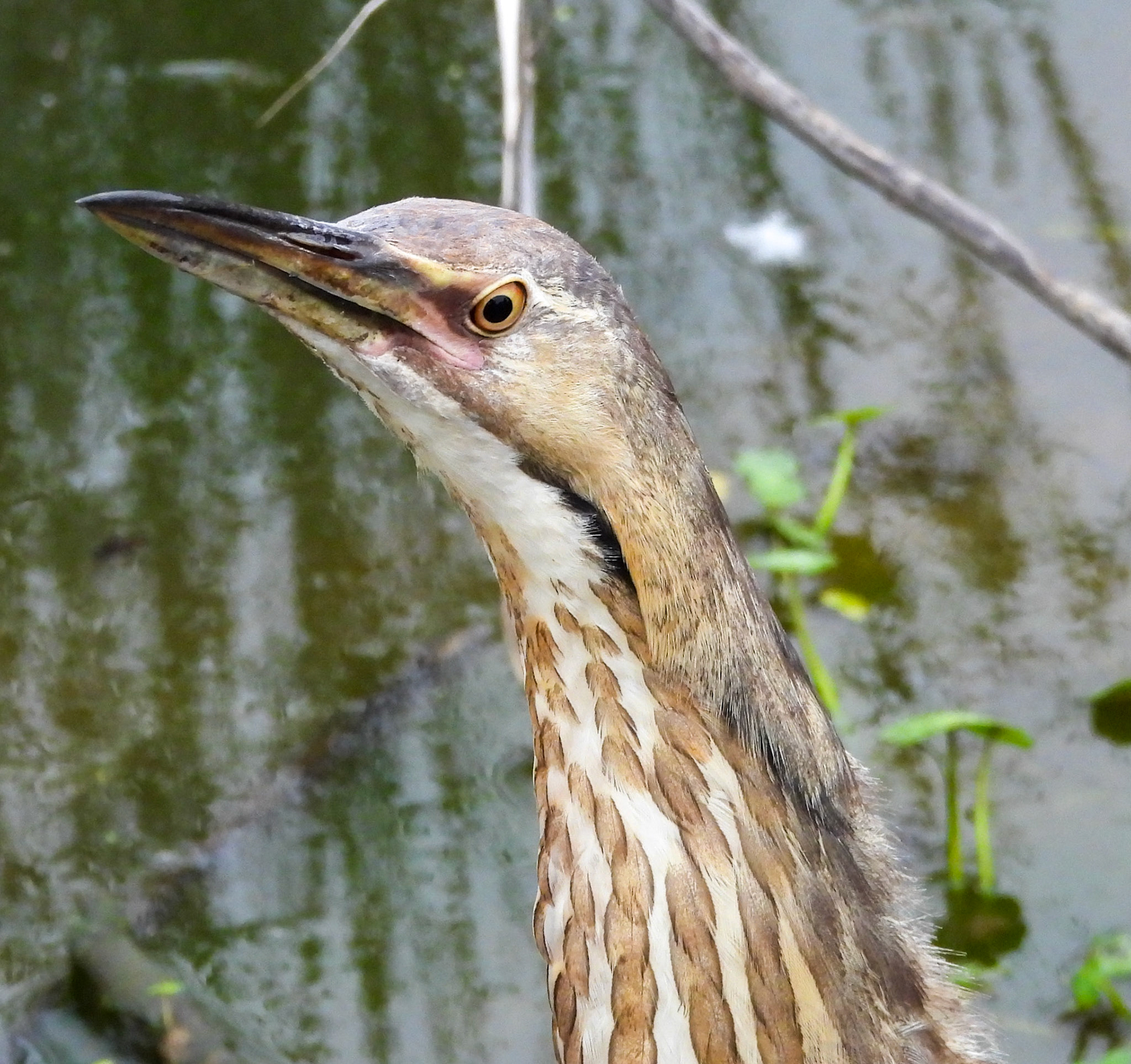 American Bittern