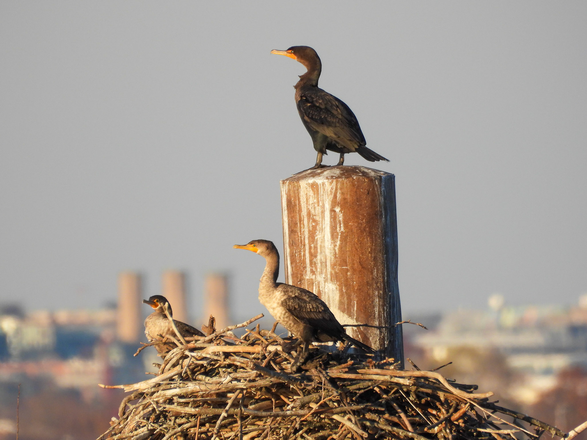 Double Crested Cormorants