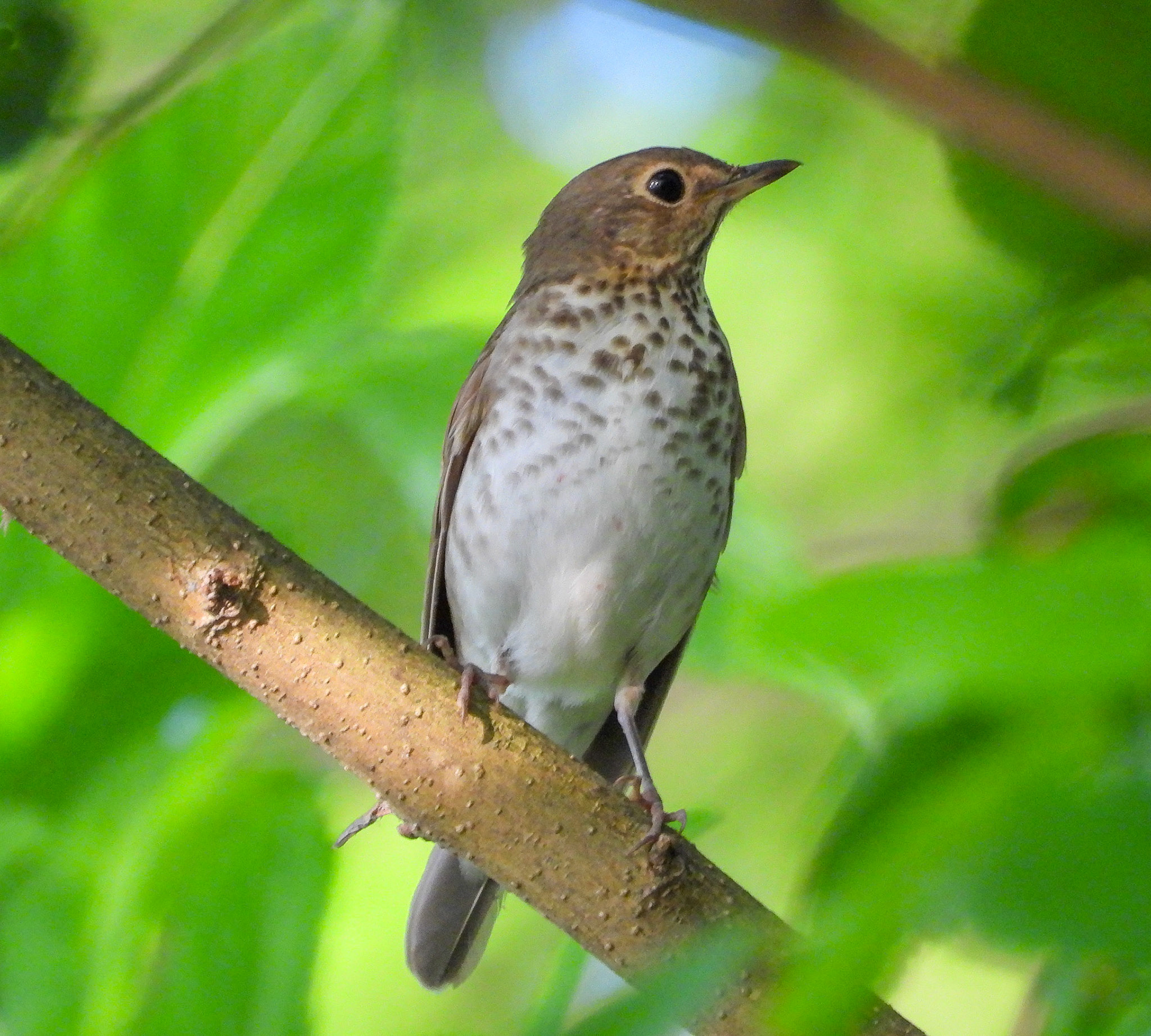 This Swainson's Thrush stopped at Dyke Marsh in mid-May on the way to it's northern breeding range.  These thrushes are known for their upward-spiraling flutelike calls.