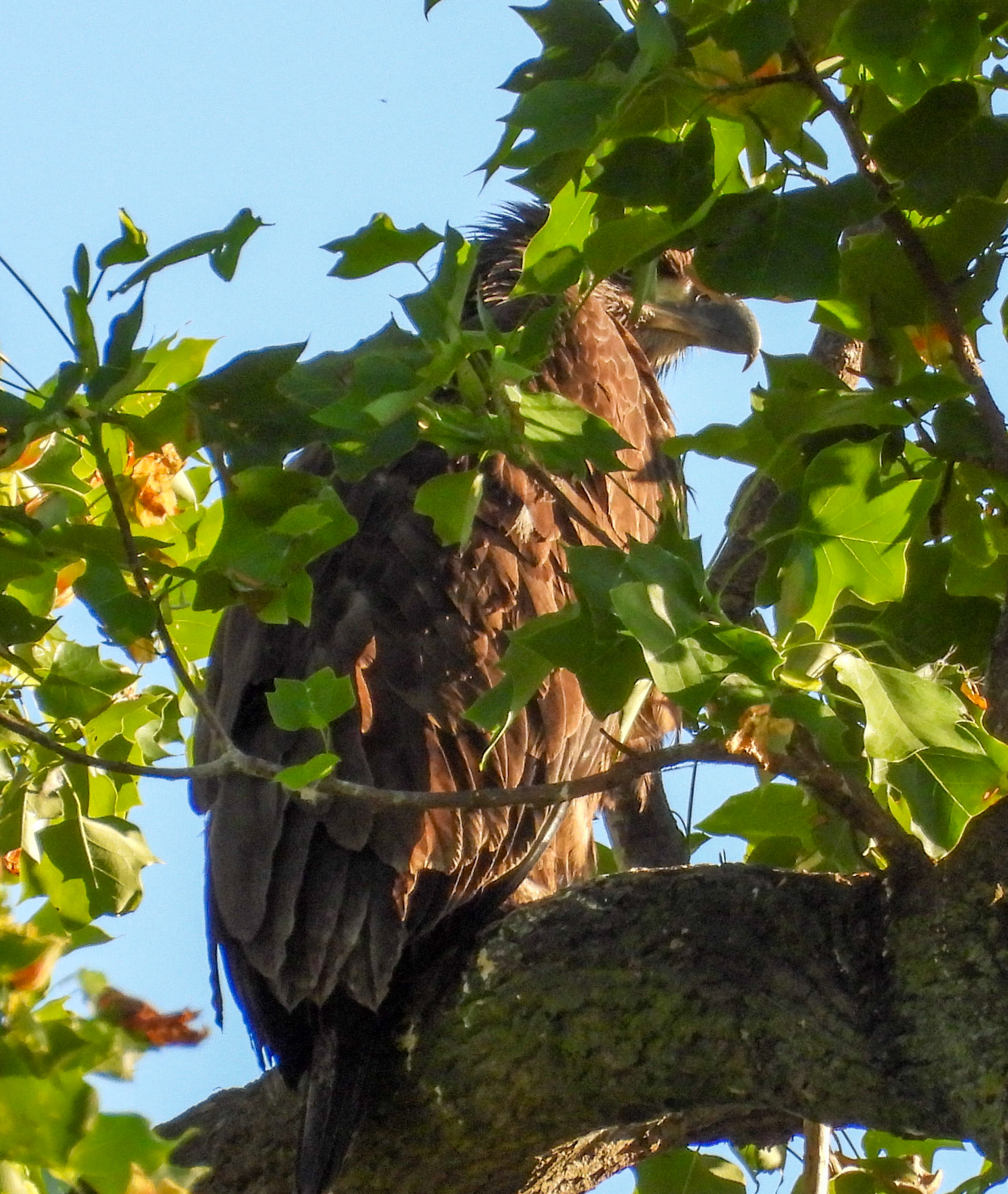 May 11 - Eaglet near the nest site.