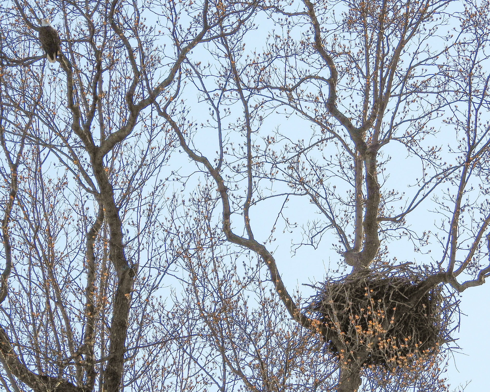 Bald Eagle guards its nest in mid-February.  The eggs typically hatch in late February.