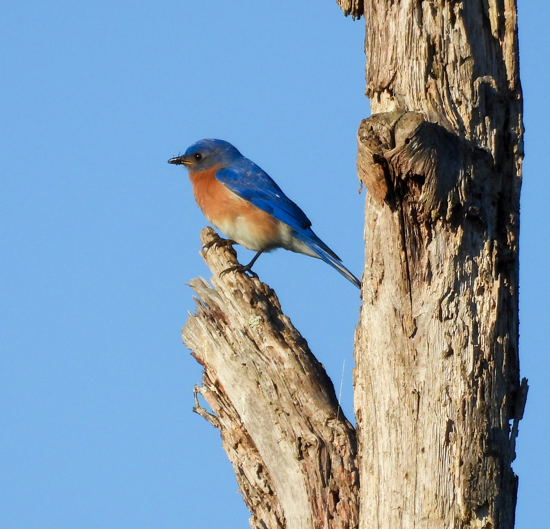 Eastern Bluebird