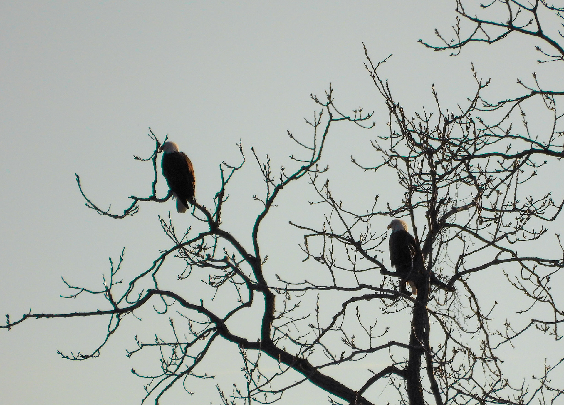 A Bald Eagle pair surveys its nesting territory in mid-January.