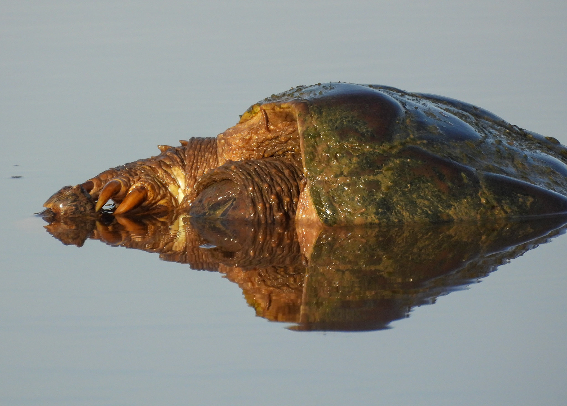 Snapping Turtle