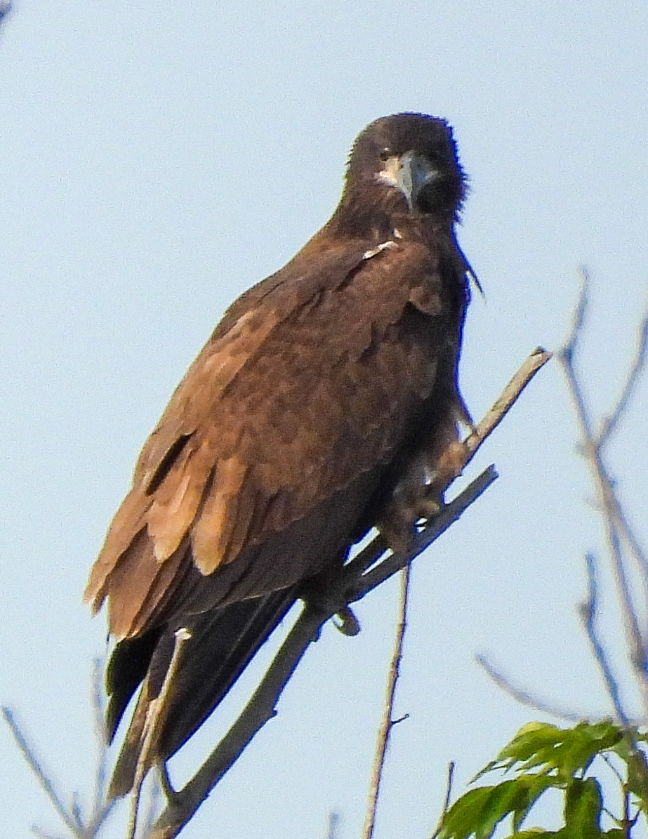 August 3 - about 1/3 mile from the nest