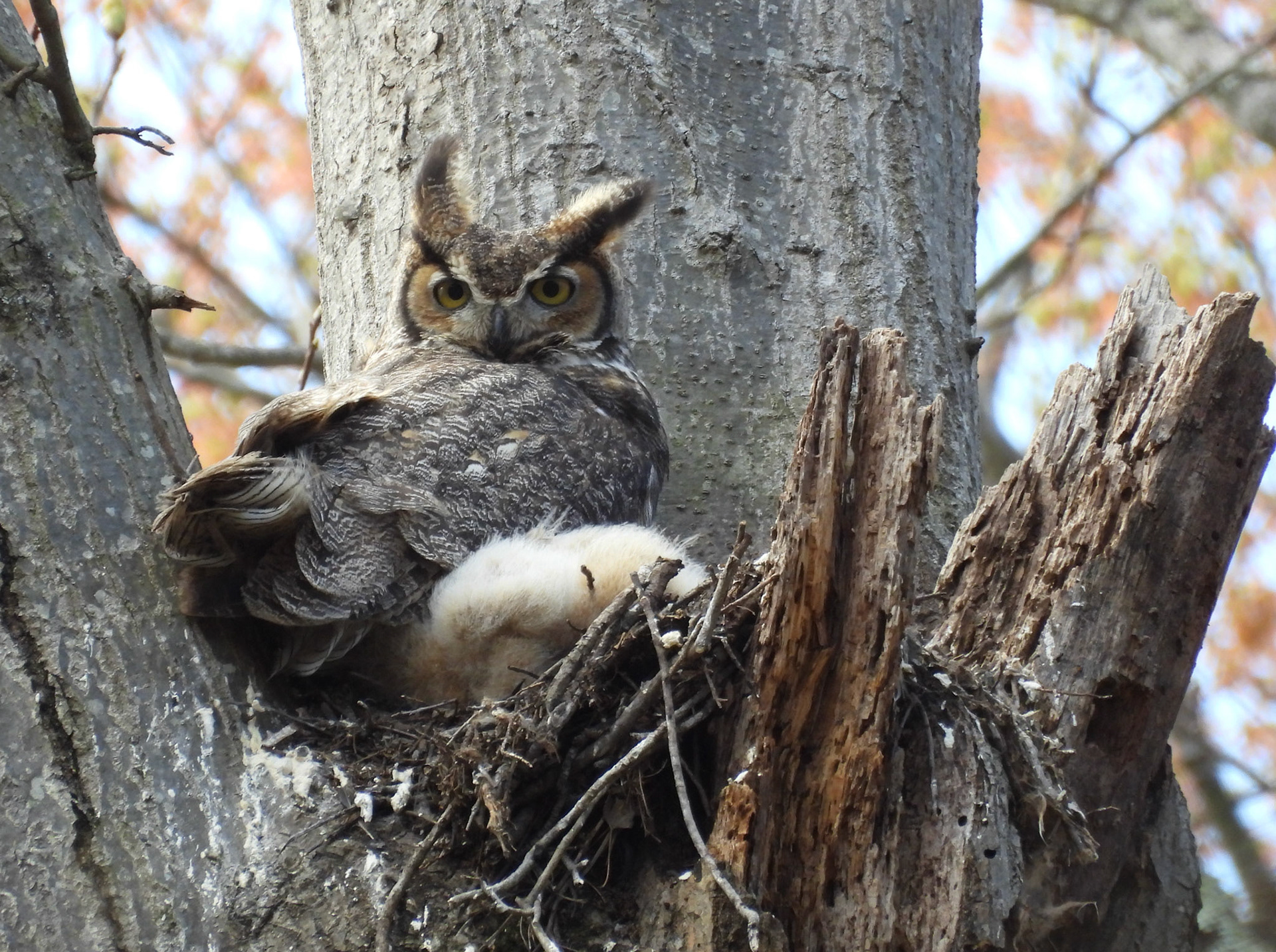 March 29 - the nest has partially collapsed and one of the owlets has fallen out of the nest.  Visitors alerted park staff, who turned the owlet over to a wildlife rehabilitator.