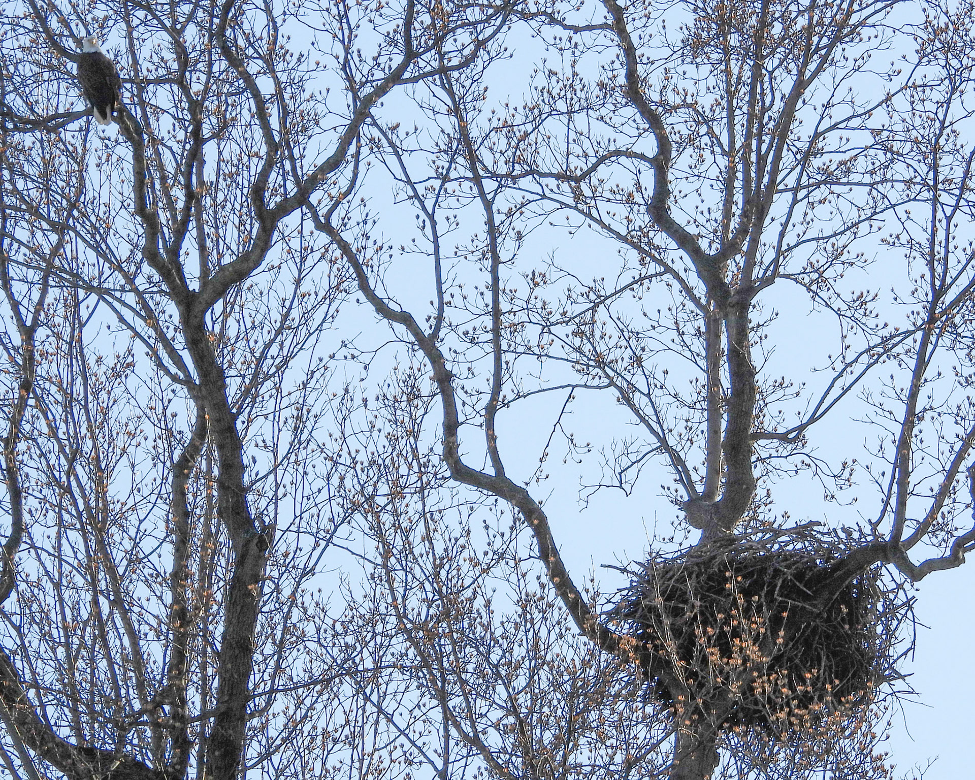 Bald Eagle guards its nest in mid-February around the time eggs are laid.