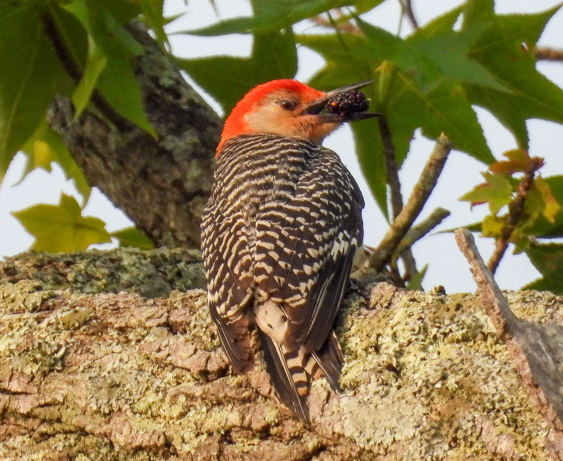 Red-Bellied Woodpecker