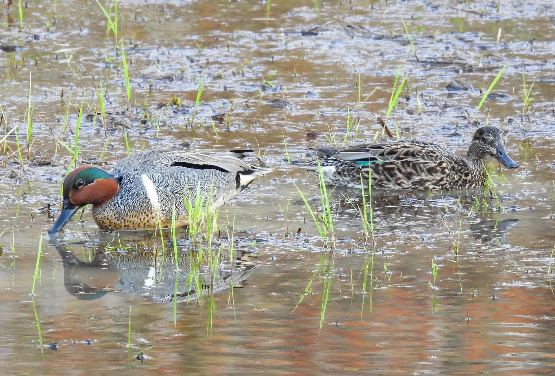 Green Winged Teal pair