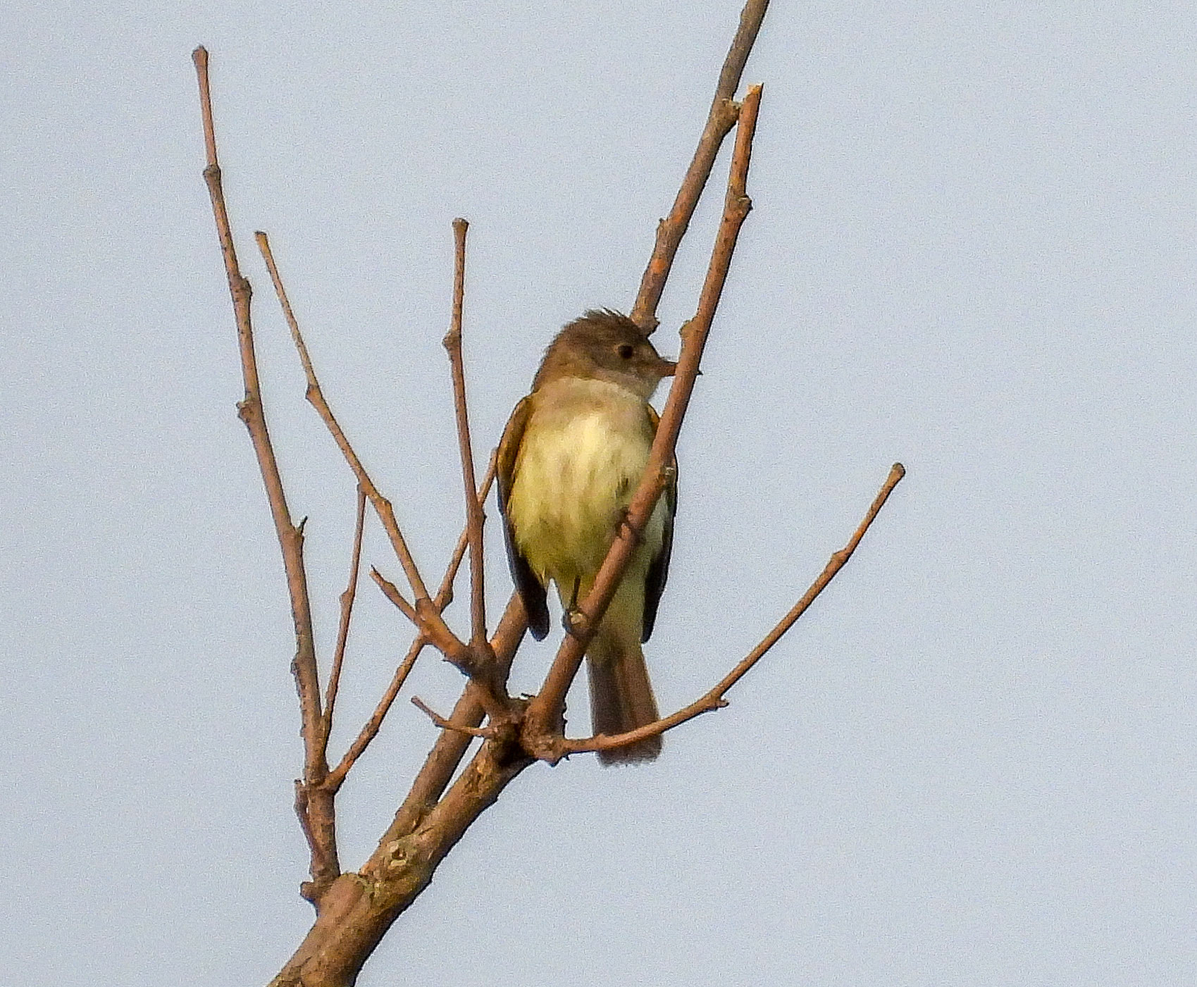 Willow Flycatcher
