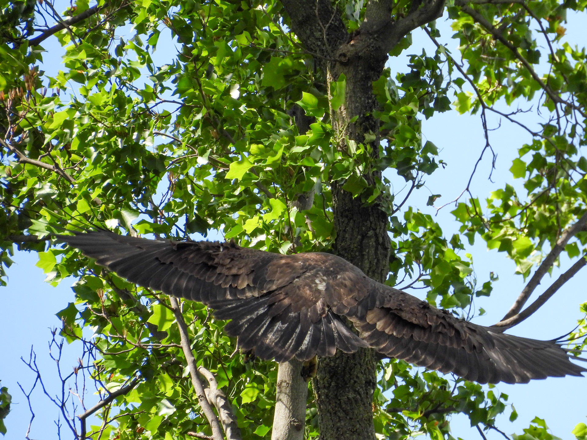 May 23 - Returning to the nest