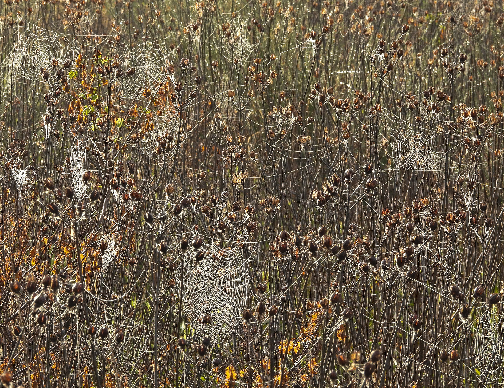 Spider webs in April.