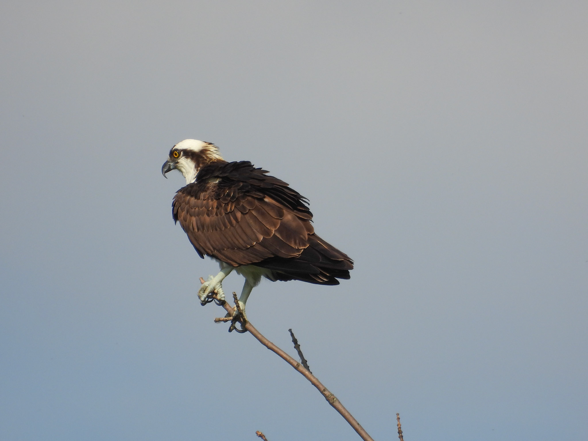 Osprey