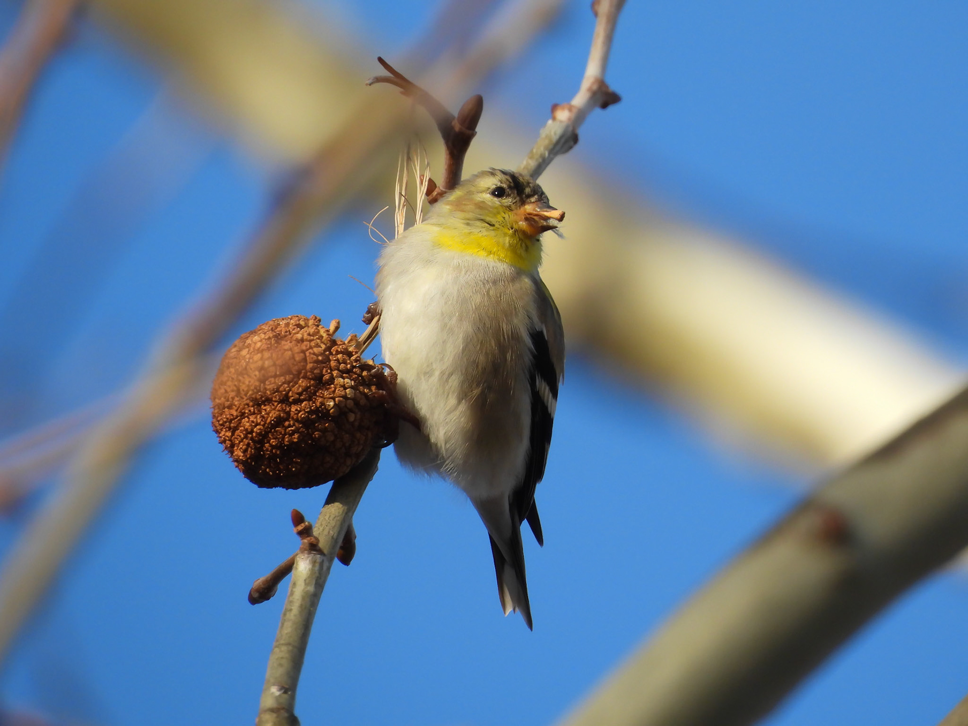 An American Goldfinch feeds on a seed ball in an American Sycamore tree.  This male is transitioning from winter plumage to its brighter spring breeding colors.