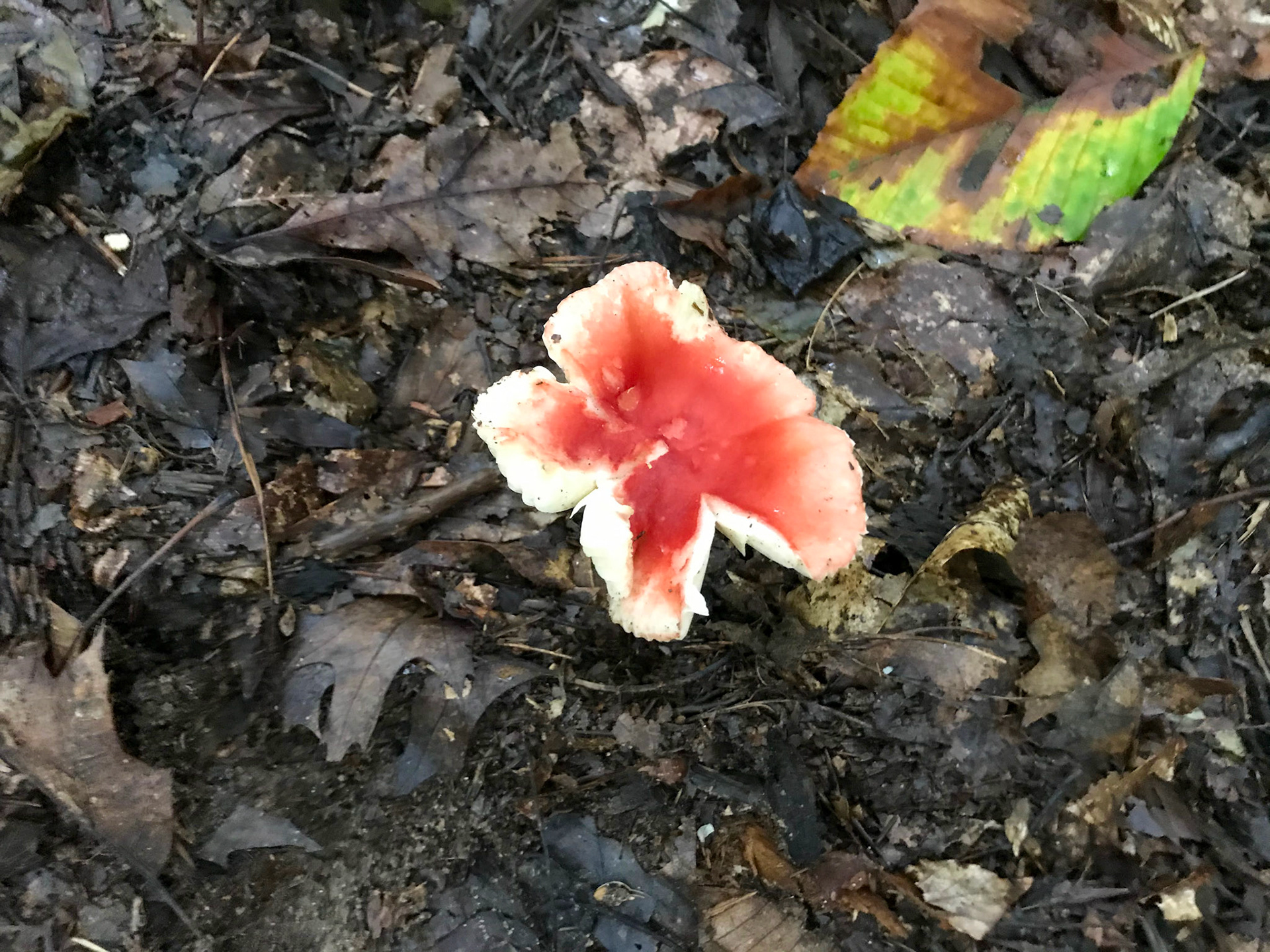 Prince William Forest Park, Virginia