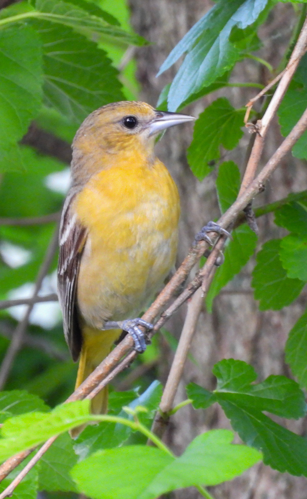Baltimore Oriole (Female)