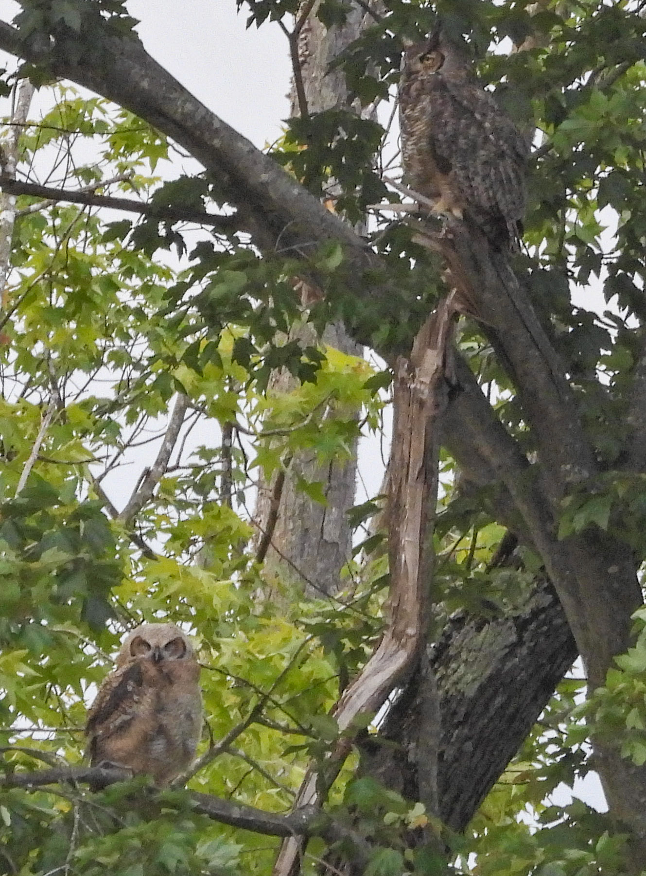 May 15 - mother and owlet.