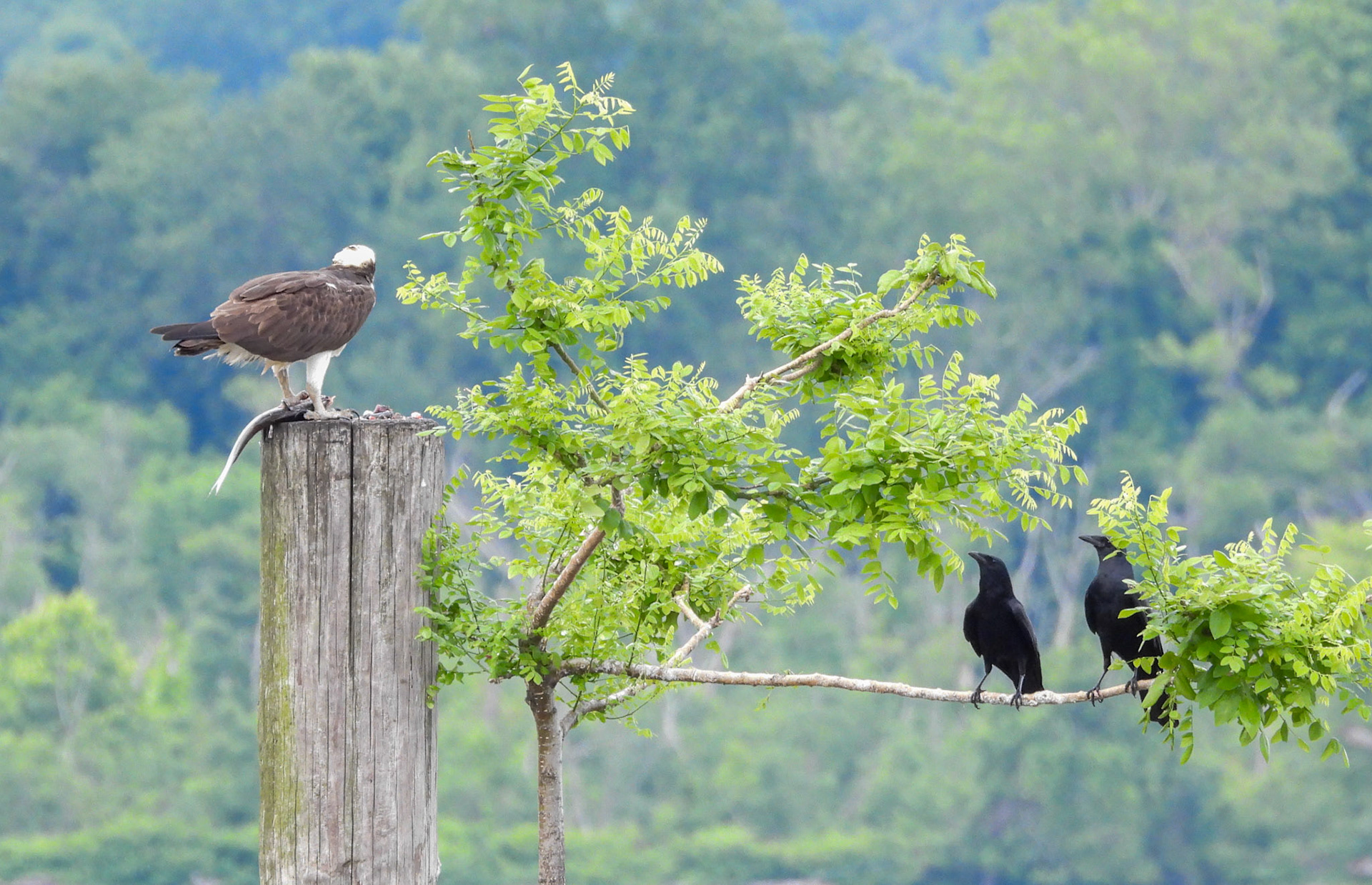 ...where it is joined by another Crow.