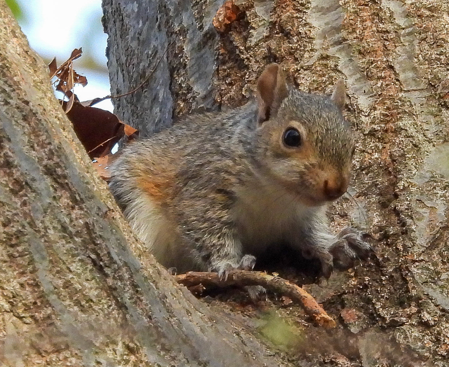Eastern Gray Squirrel kit.