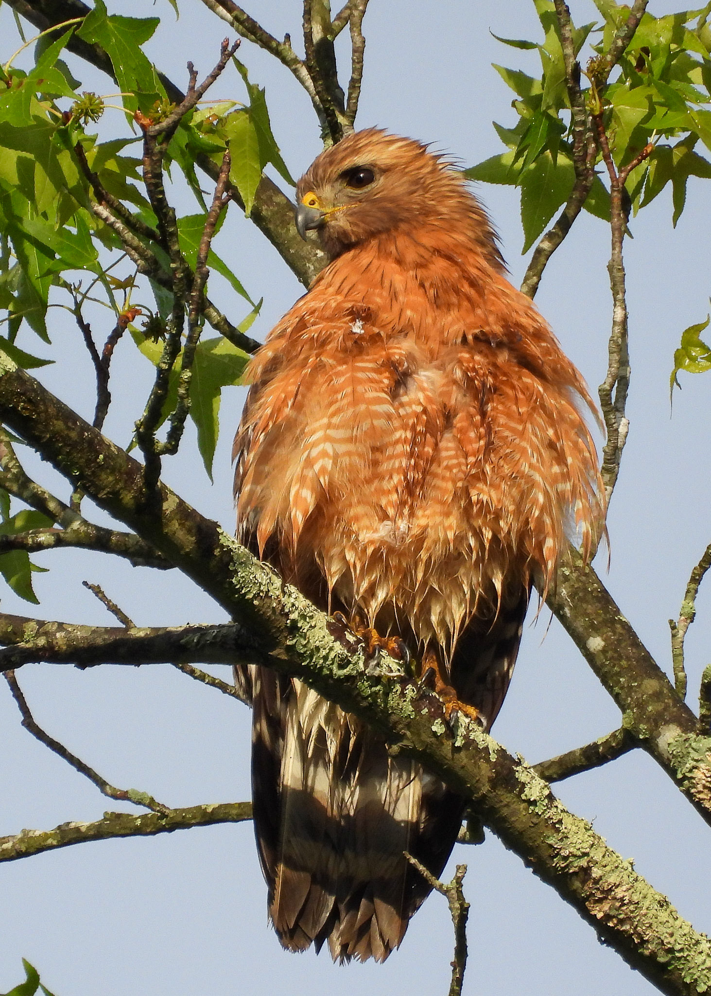 Red-Shouldered Hawk