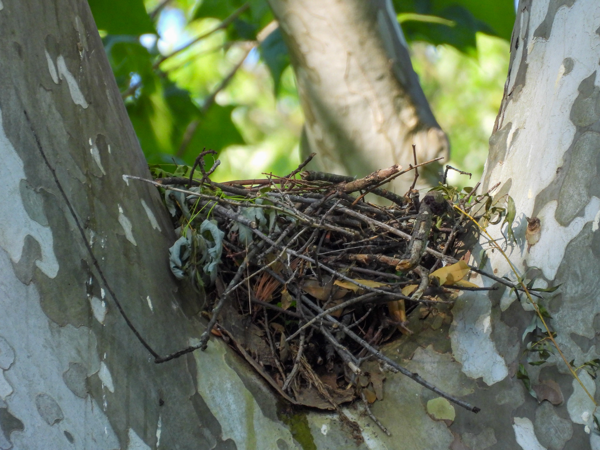May 9 - A nest unguarded