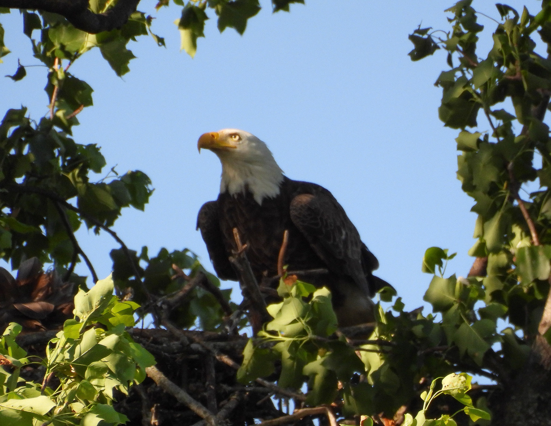 May 20 Parent eying the nest from nearby