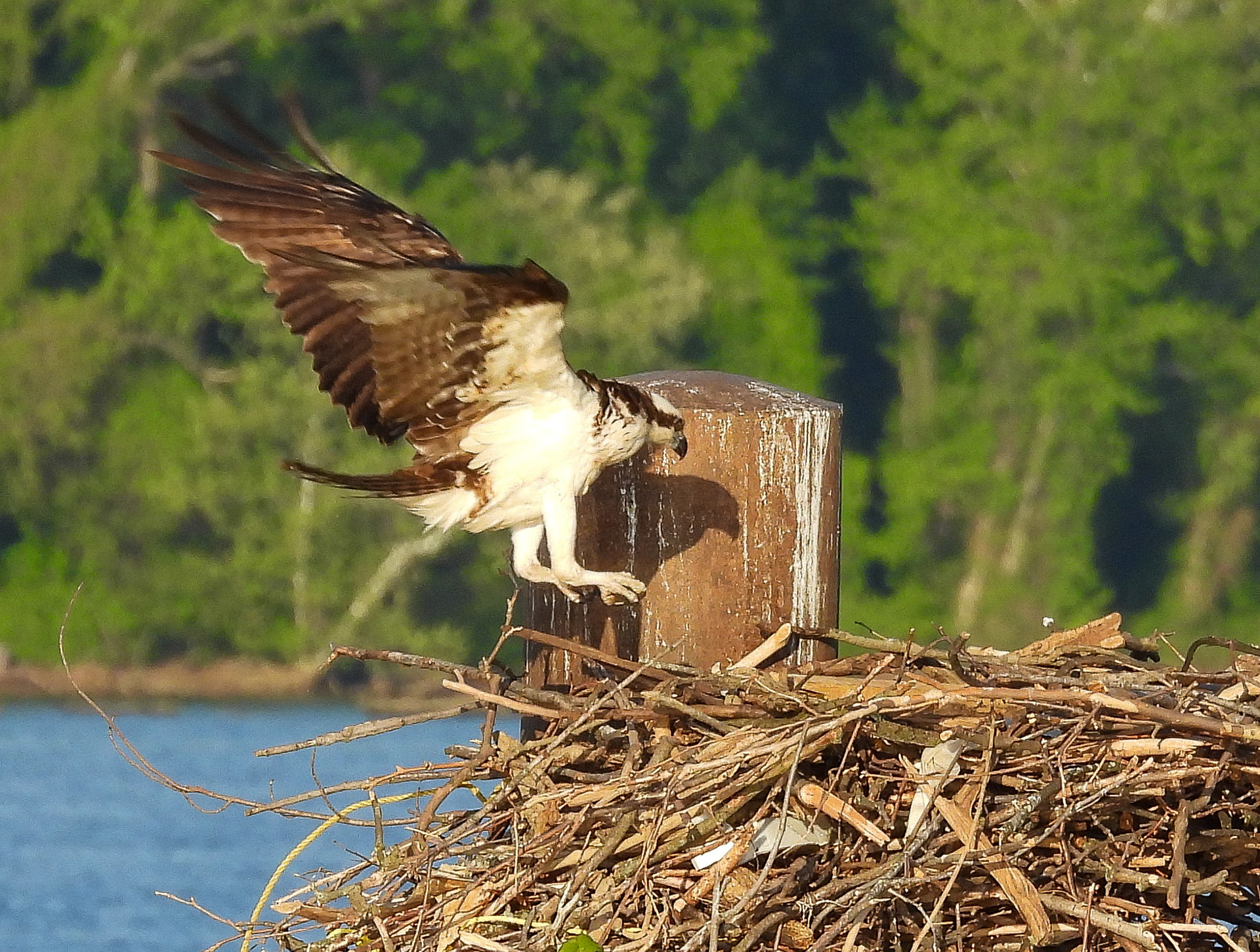 April 22 - Female Osprey returns to the nest  after a brief flight...