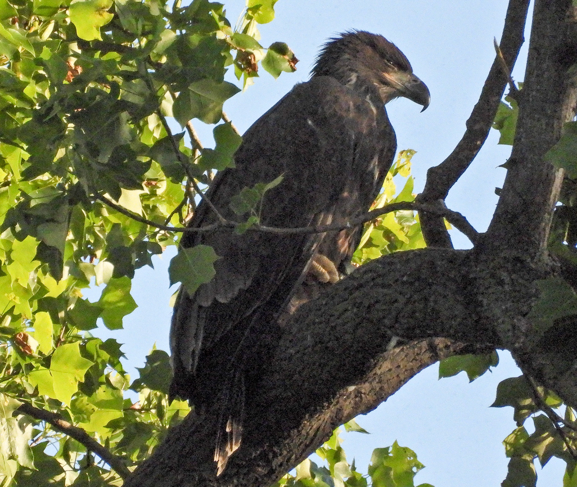 May 31 - The last sighting of the eaglet near the nest site.