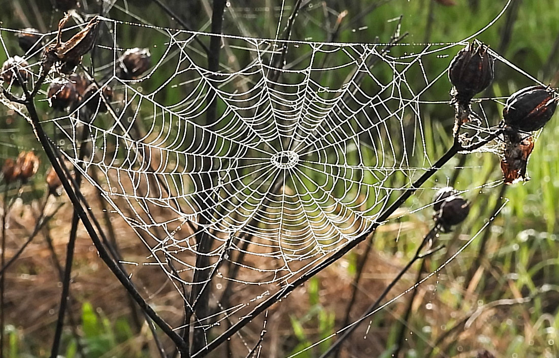 Spider webs in April.