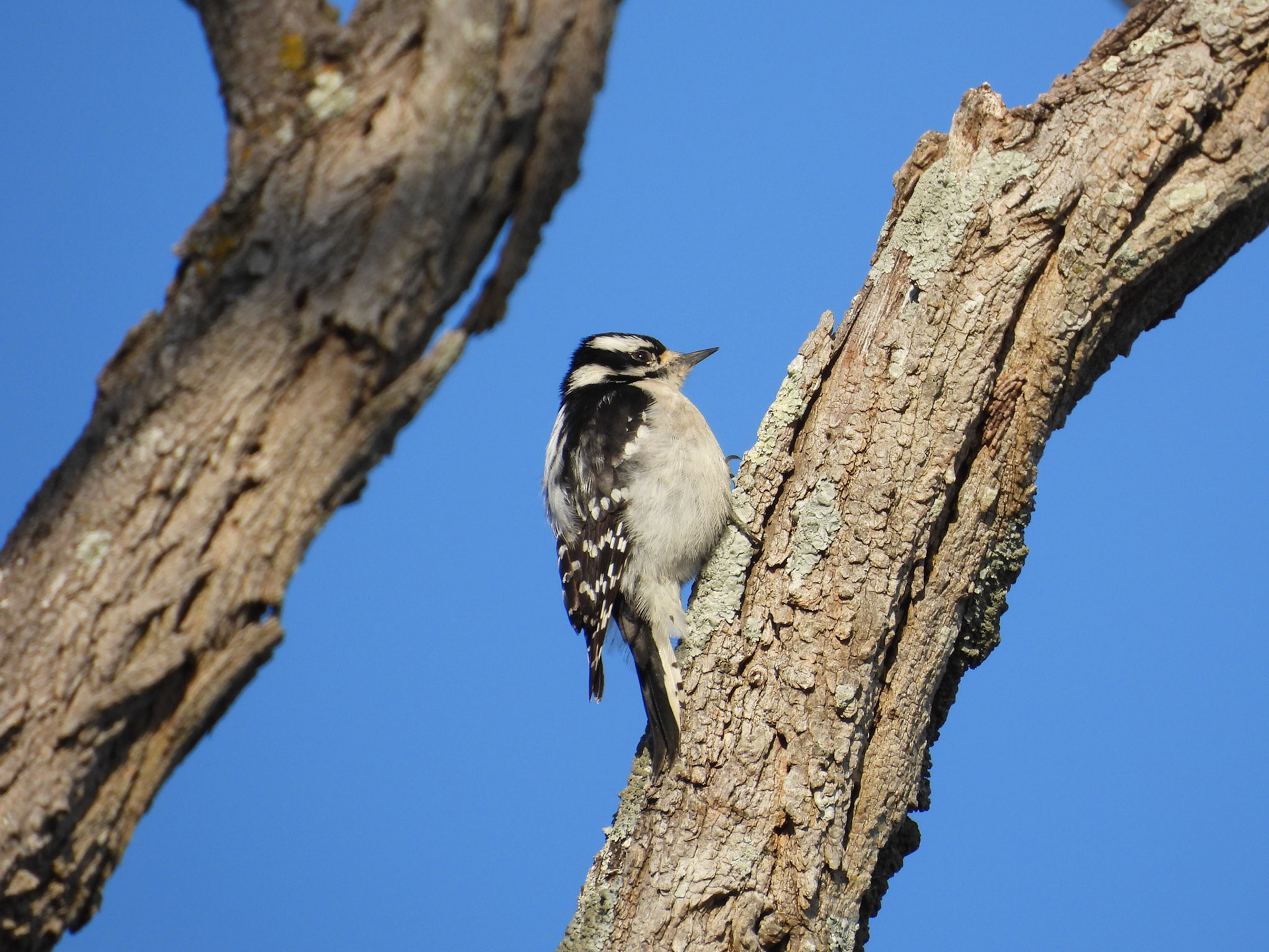 Downy Woodpecker female