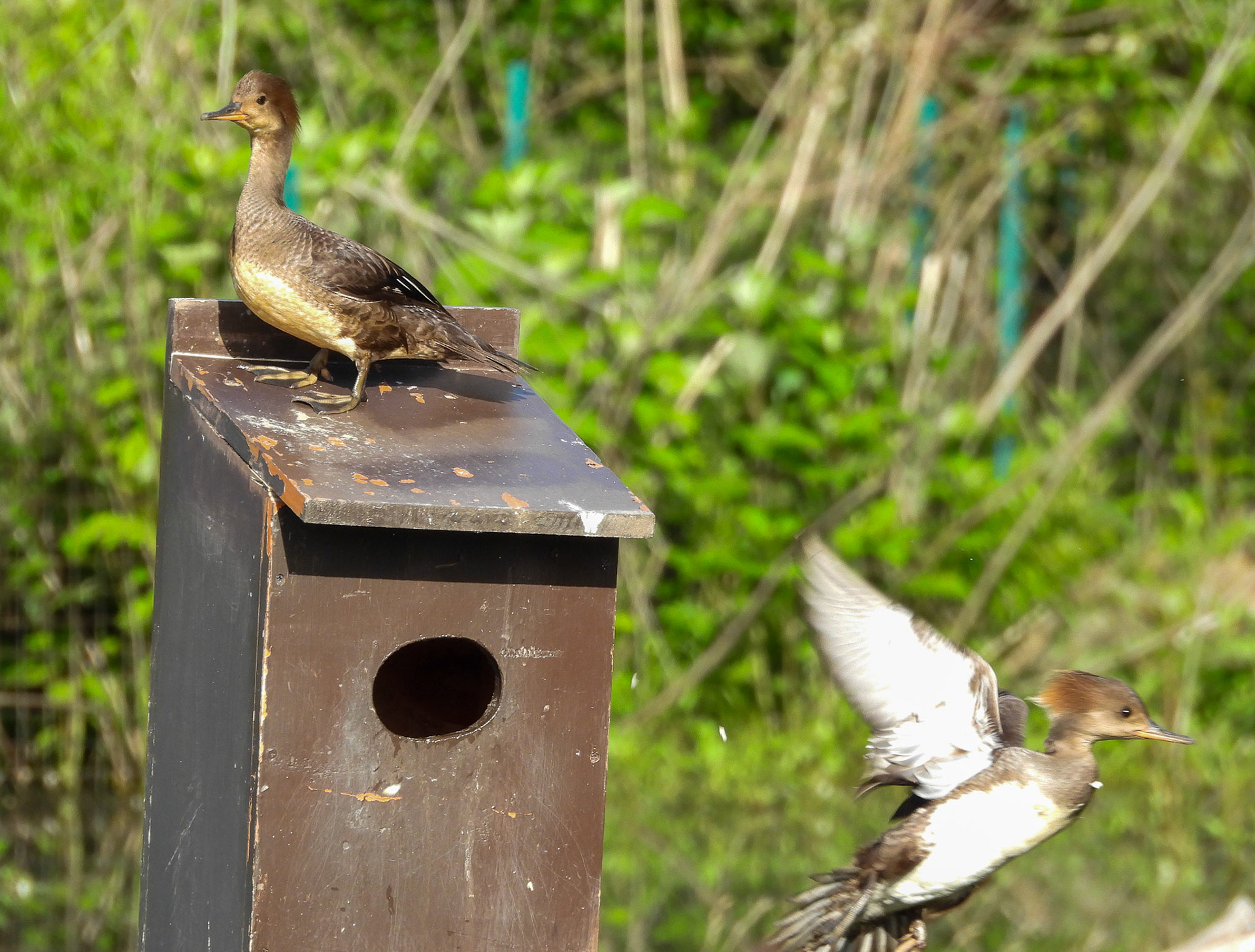 Hooded Merganser (Female)