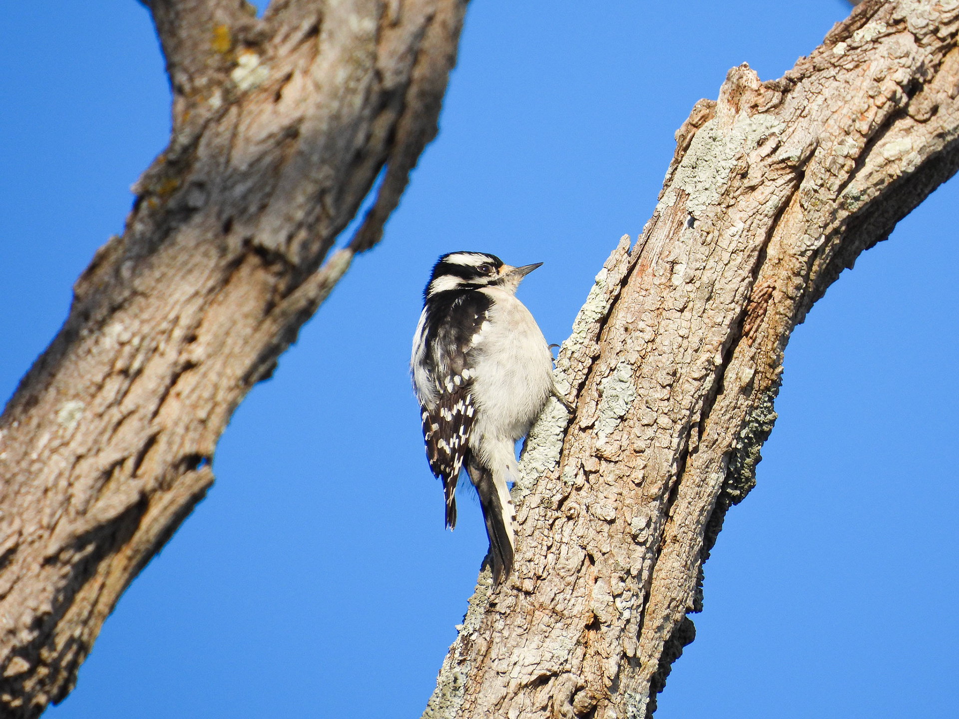 Downy Woodpecker female
