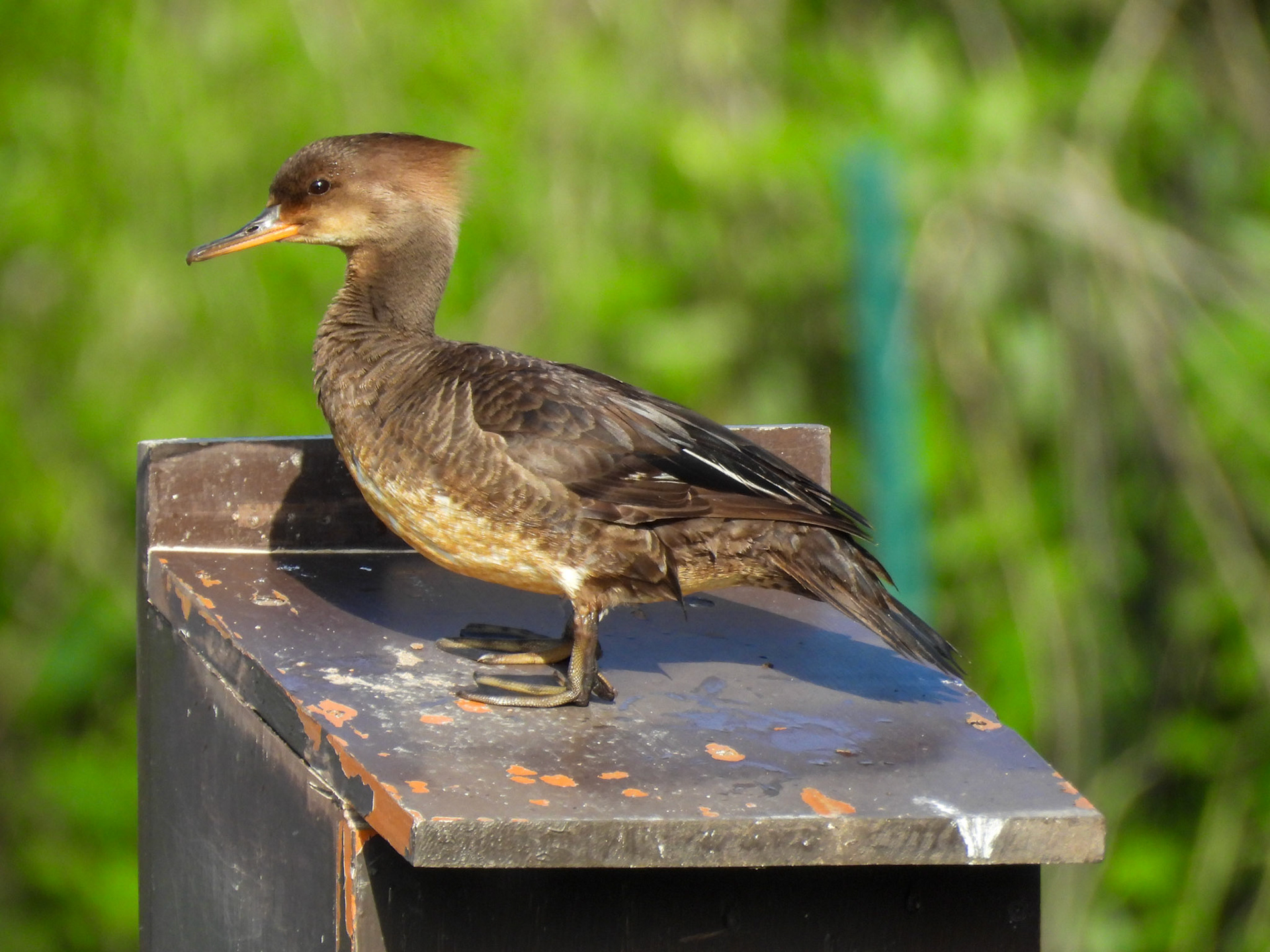 Hooded Merganser (Female)