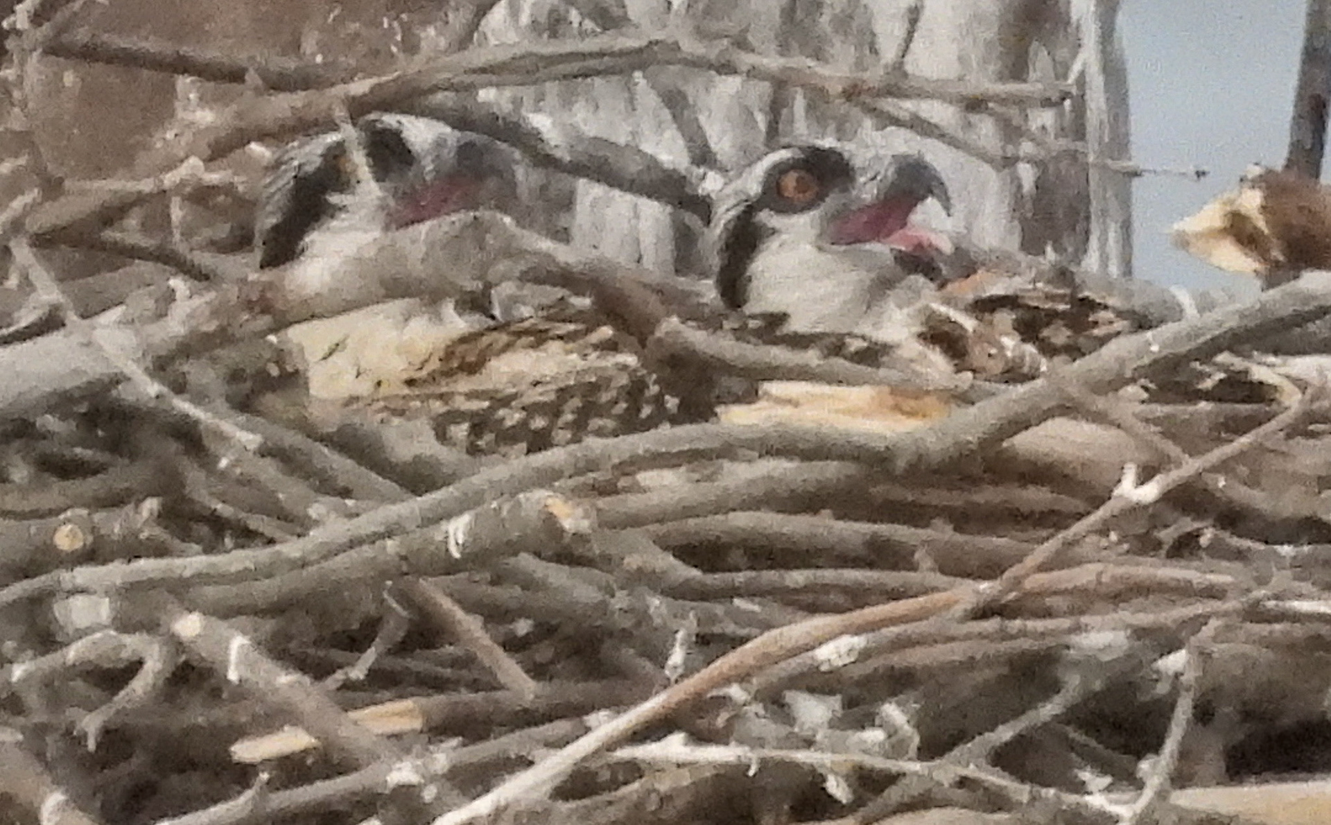 June 9 - Ospreys chicks are always ready to eat when they see a parent approaching.  In their first month of life they increase their weight  30 times.