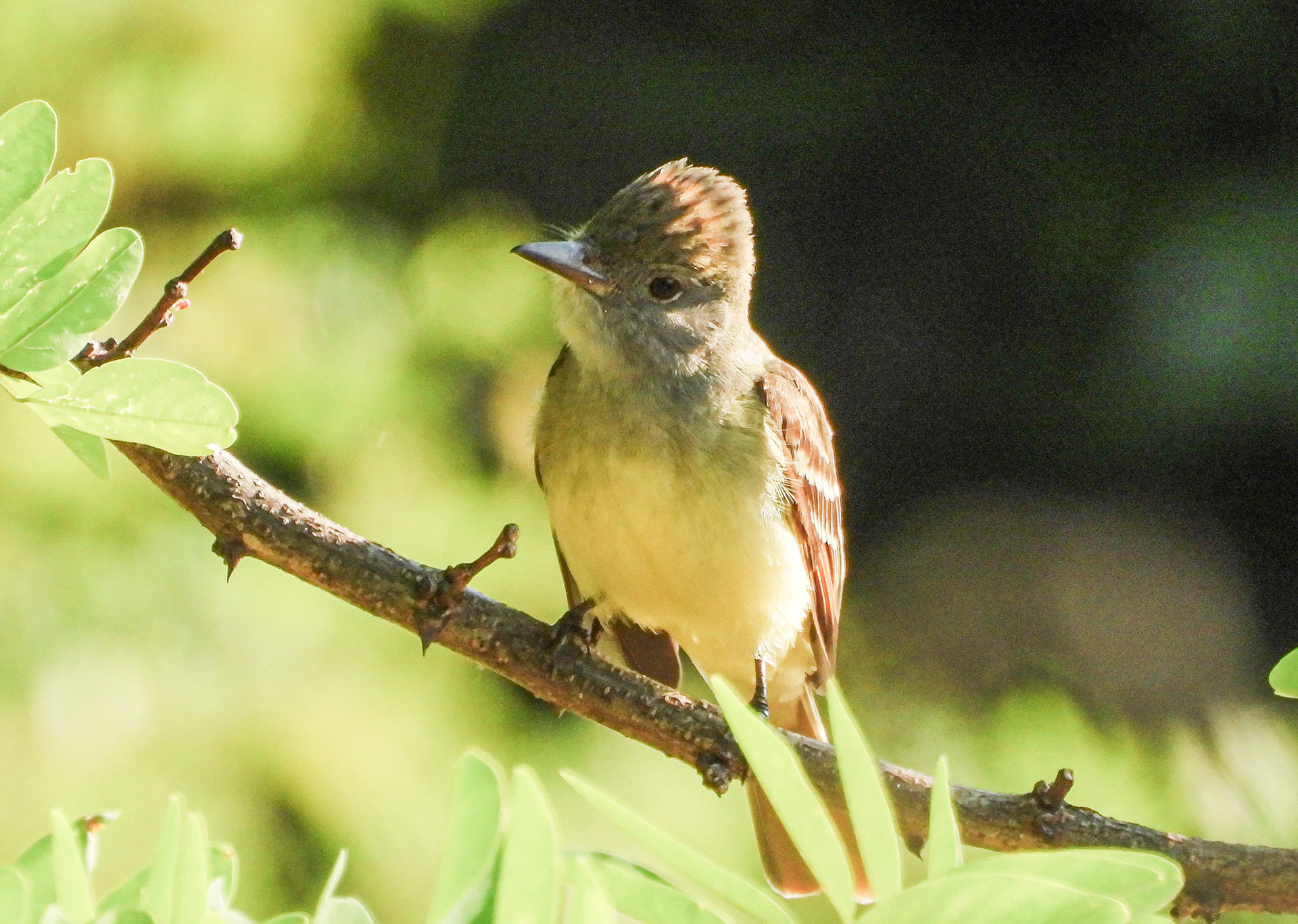 A Great Crested Flycatcher with it's crest raised, which is usually a sign of aggression or a courtship display.