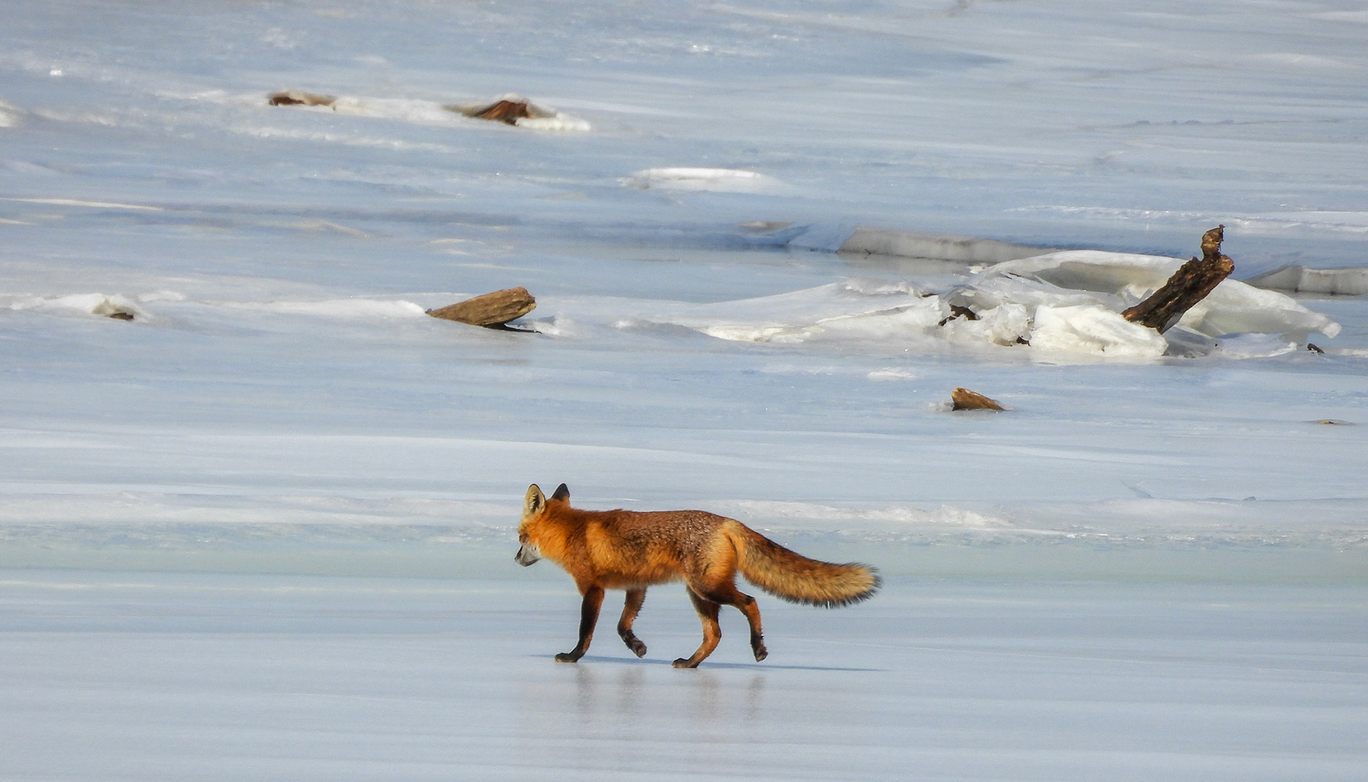 Red Fox walks between Coconut Island and Dyke Island on the frozen Potomac River.  Red Foxes have fur on their paw pads, providing insulation and traction on the ice.