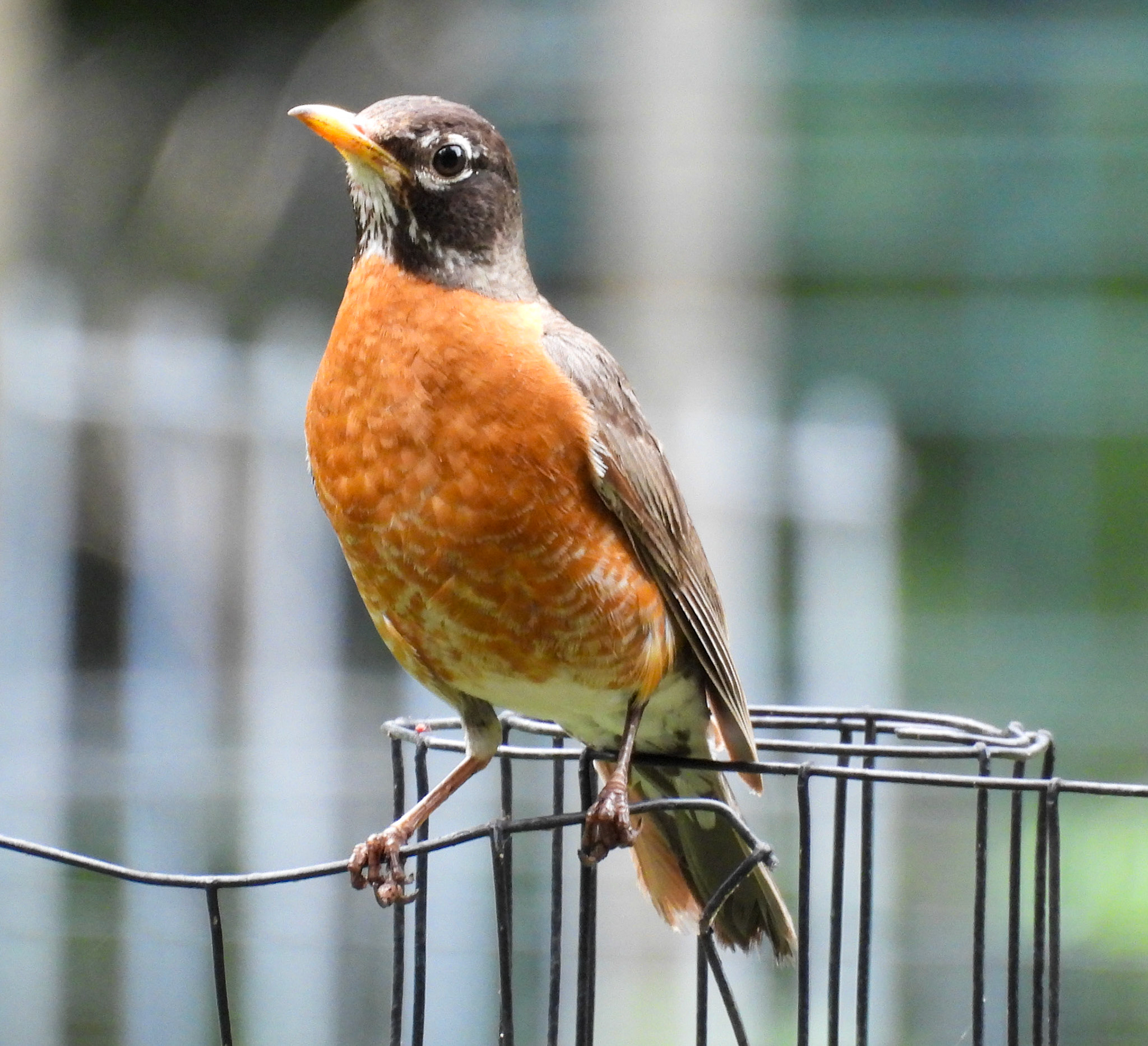 American Robin