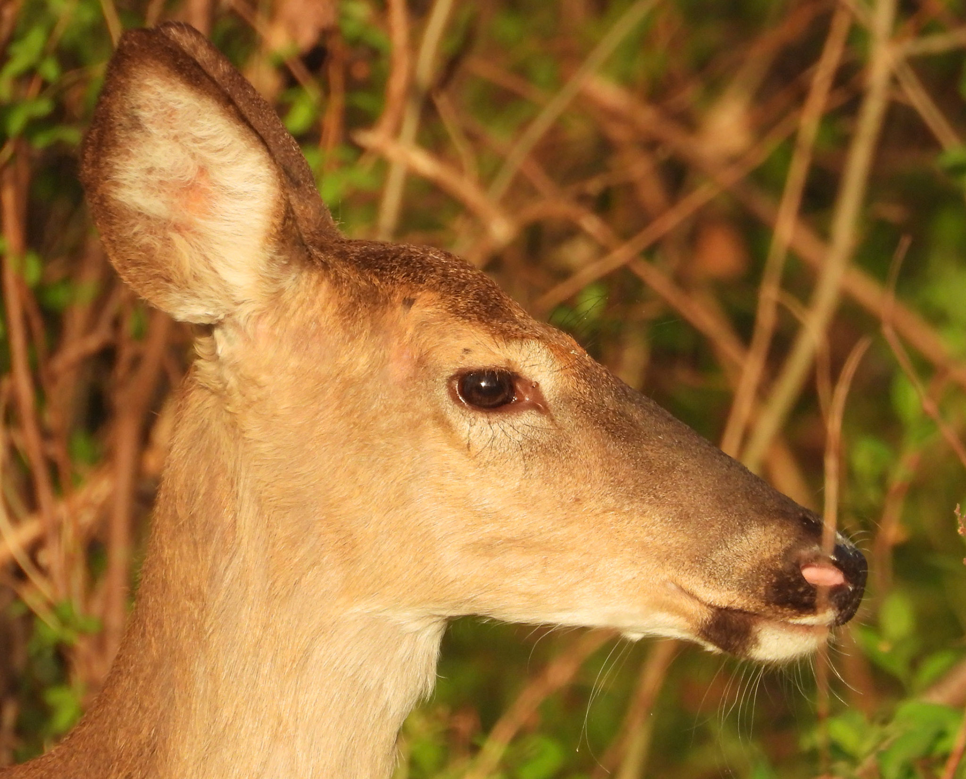White Tailed Deer