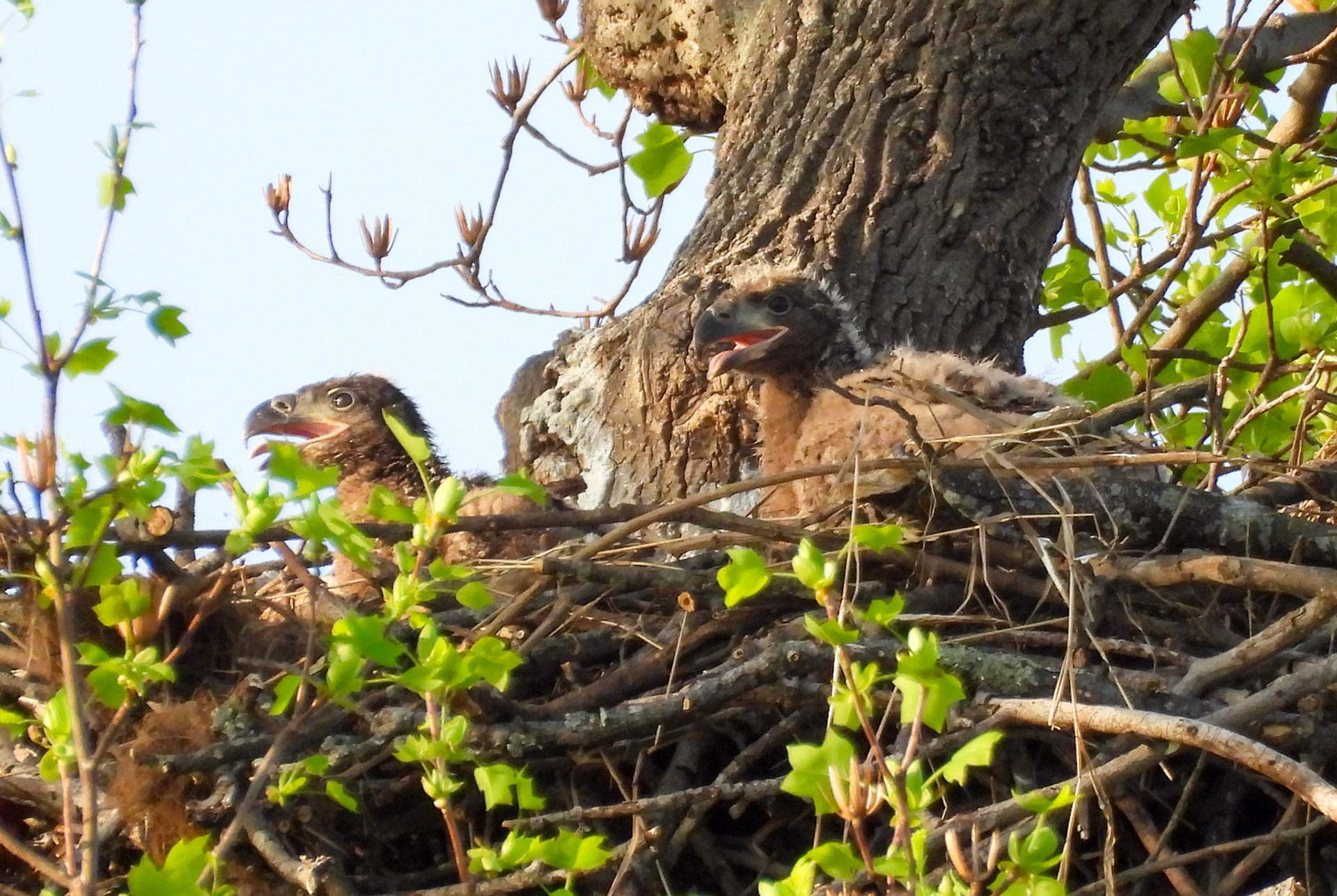 April 4  - The eaglet on the right appears to have more of the white fluffy feathers, called natal down,   than the other, indicating that it is the younger of the two.  The natal down is replaced in the first few weeks by a dark brown coat called thermal down.