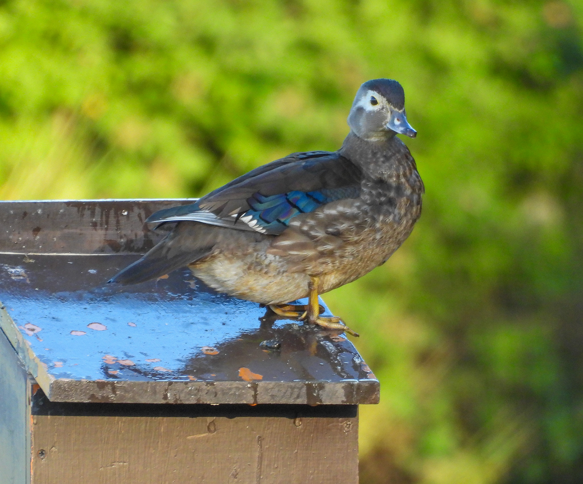 Wood Duck (Female)