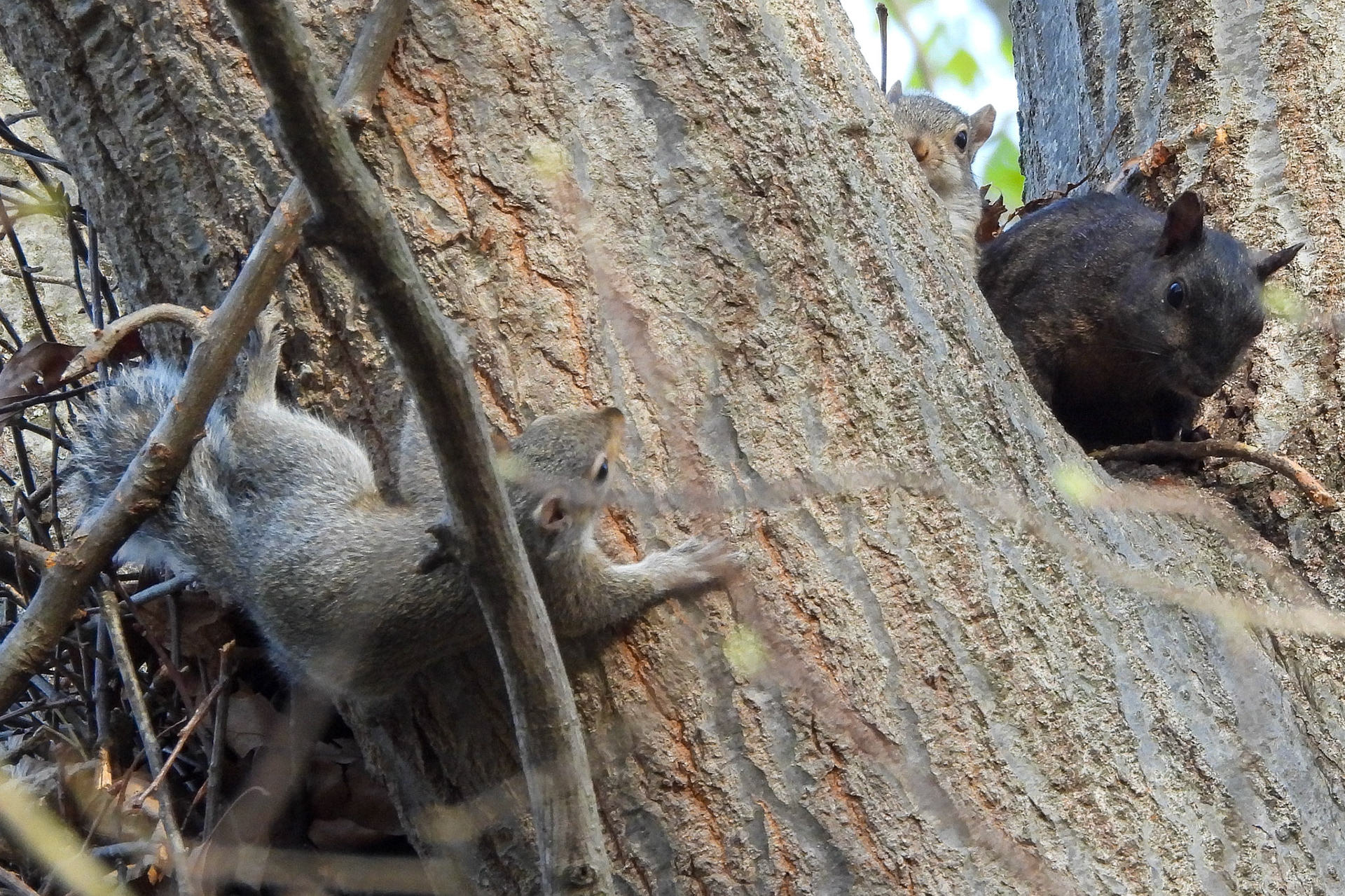 Eastern Gray Squirrel kits playing.