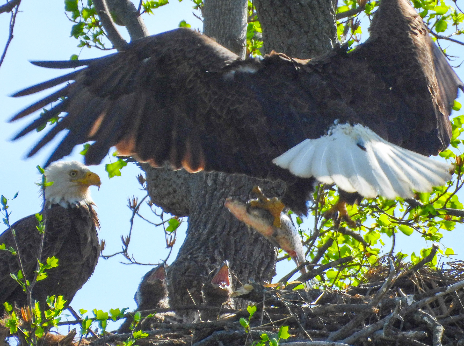 April 4 - Eaglets delighted  as a parent brings home a fresh catch.