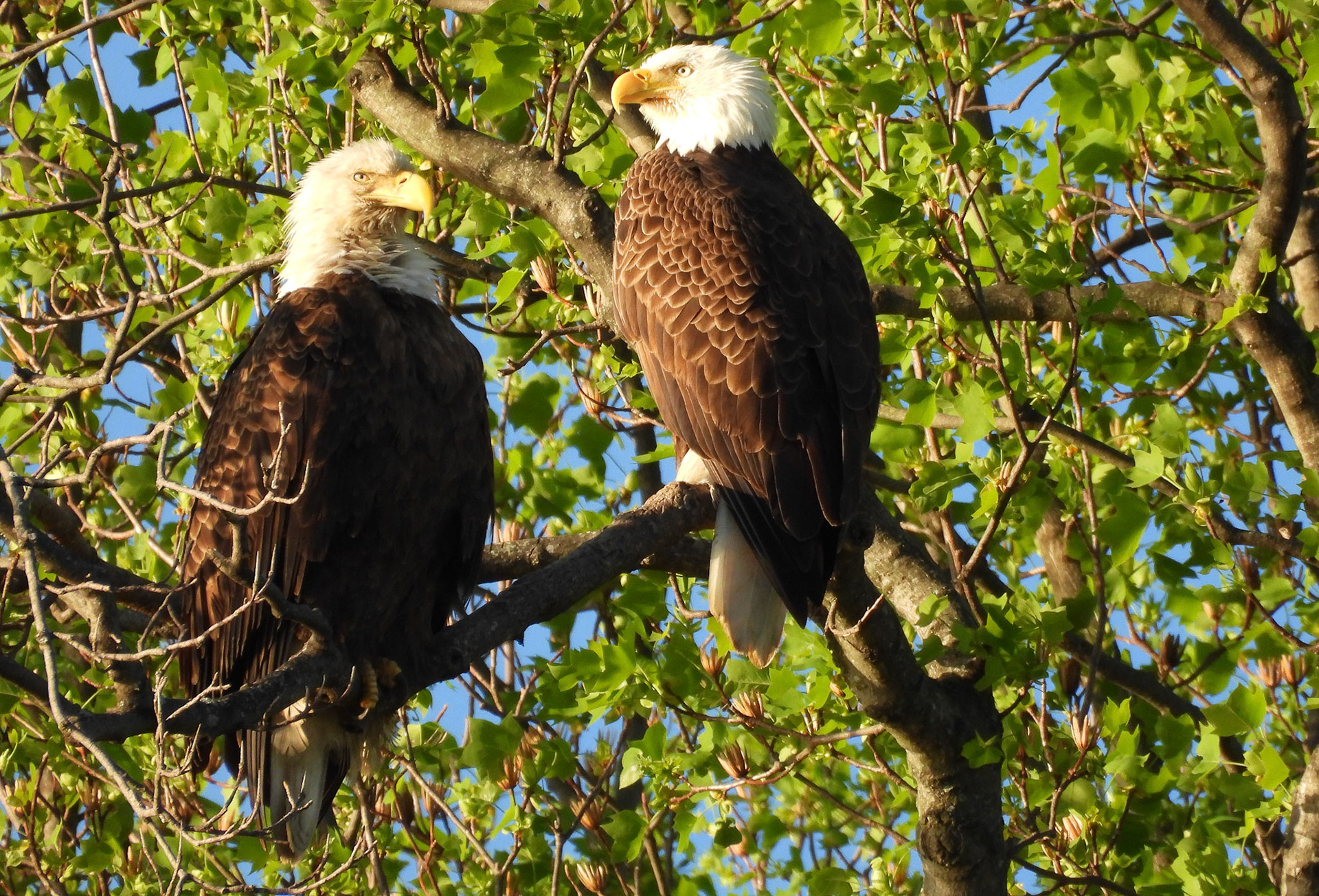 April 6 - the parents take some time away from the nest.  Females are 20-30% larger than males.
