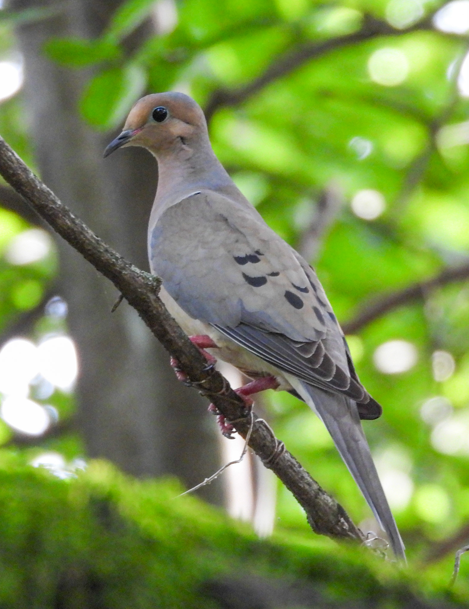 Mourning Dove