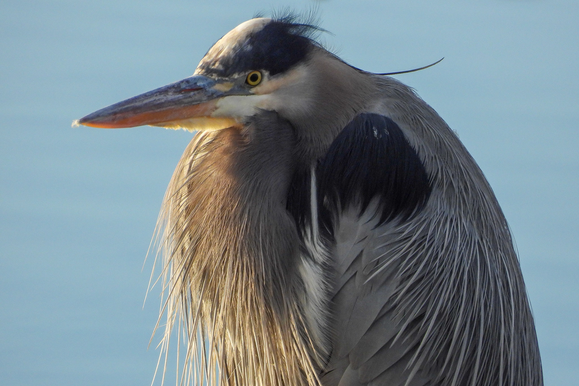 Great Blue Heron