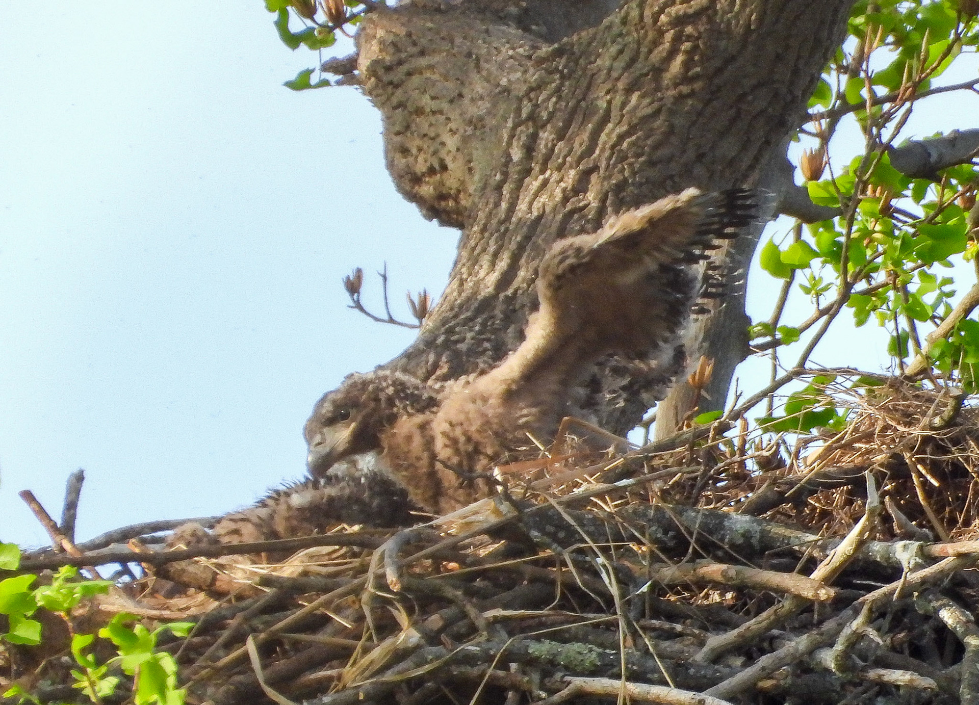 April 5 - Eaglet spreads its wings.